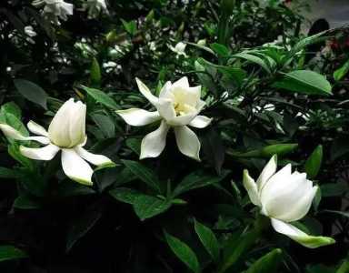 栀子花香和桂花香哪个好闻？