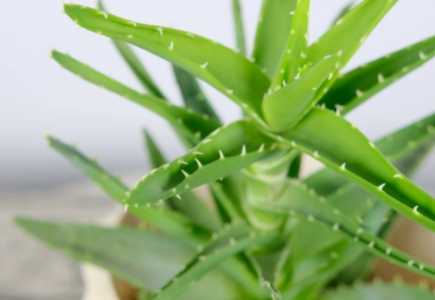 芦荟掰下来了怎么生根？