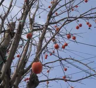 柿子树移栽后死了咋回事？