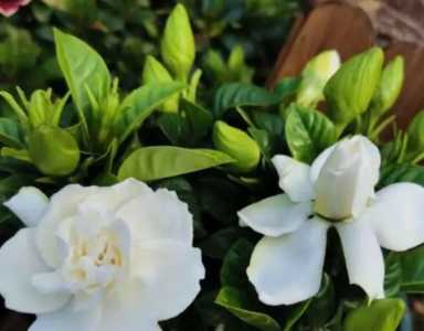 立秋后栀子花能修剪吗？