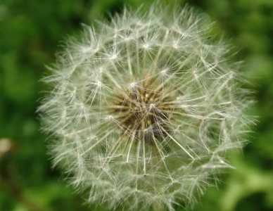 蒲公英花的特点是什么？