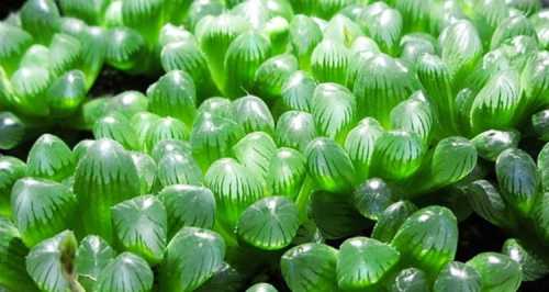 玉露移栽后能不能浇水？
