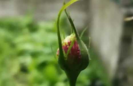 月季冬天发芽要不要抹芽？