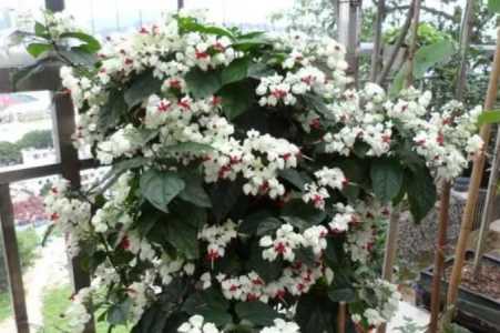 龙吐珠为什么在尖上开花？