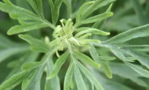 艾草可以用种子繁殖吗？