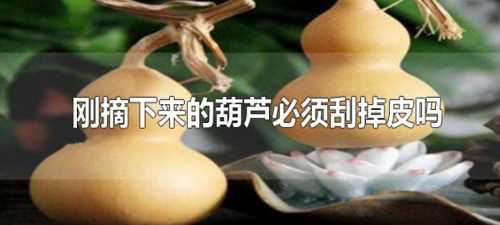 葫芦刚摘下来能刮皮吗？