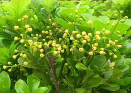 家里养米兰花对人的身体好不好？