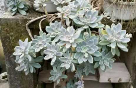 冬美人老庄不晒太阳会怎么样？