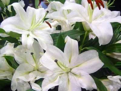 百合花蕾没开就掉了怎么办？