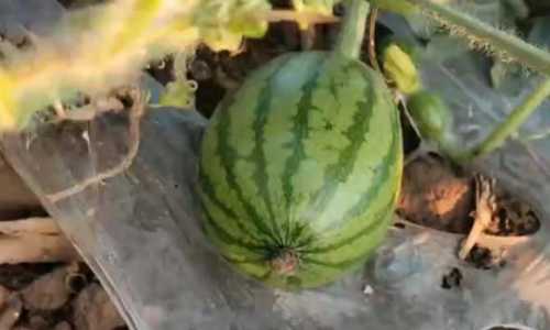 蜂蜜小西瓜什么时候播种？
