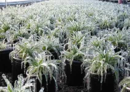 植物冻伤后怎么快速恢复？