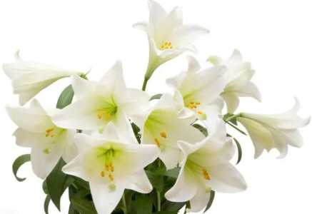 种植香水百合要把花蕊摘掉吗？