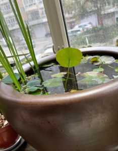 睡莲花苞老是沉到水下怎么回事？