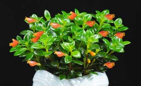 金鱼花吊兰植物怎么繁殖？