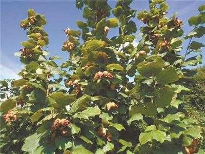 大榛子树没有雄花是什么原因？