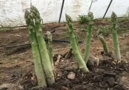芦笋根的种植方法和时间是什么？