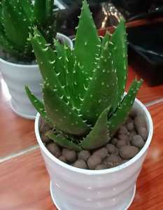 芦荟受冻变软怎么补救？