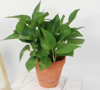 什么水生植物不需要阳光？