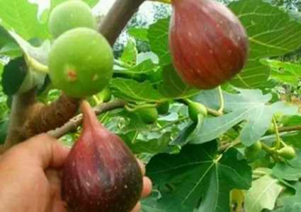 如何使无花果树尽早发芽？