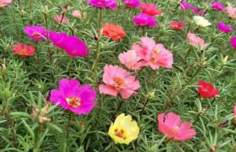 太阳花开过花后是不是要马上摘掉？