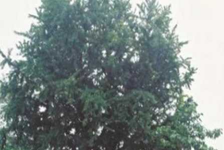 几袋盐能把芭蕉树弄死？