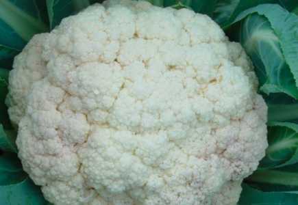 南方花菜什么时候种植最好？