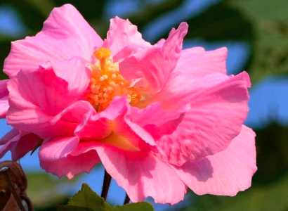 芙蓉花怎样栽培和繁殖？