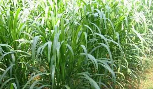 甜象草适合北方种植吗？