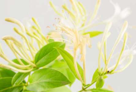 金银花树与金银花藤的不同在哪？