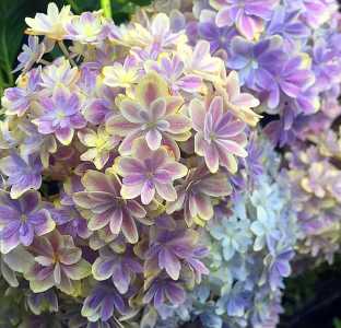 太阳神殿绣球花有什么优缺点？
