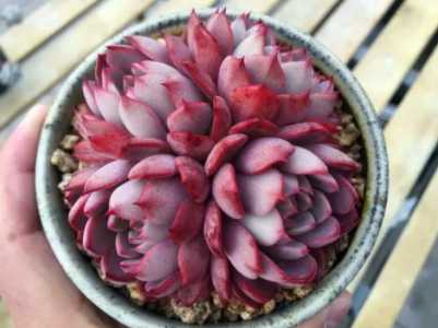 琼斯多肉植物怎么养？