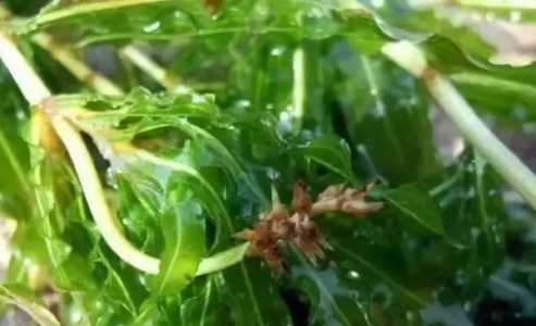 麦黄草北方可以种植吗？