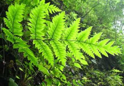 变色龙蕨类植物怎样养殖？