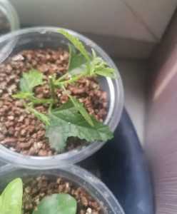 叶插苗只长芽不长根怎么办？