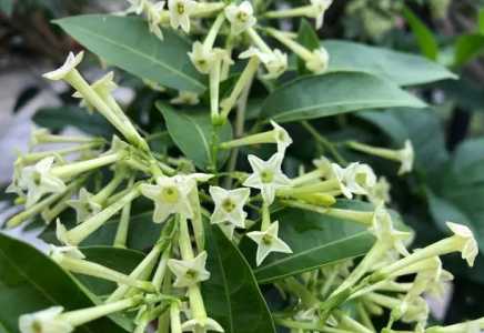 夜来香和昙花是一种花吗？