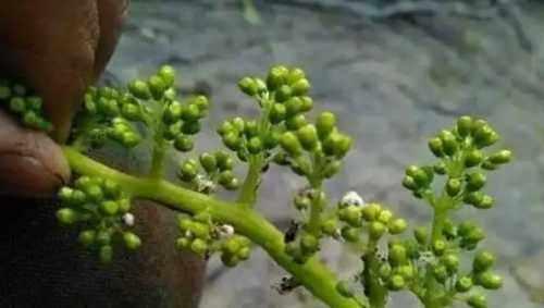 葡萄花穗弱可以怎样补救？