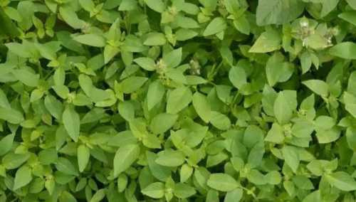 荆芥插根的种植方法是什么？