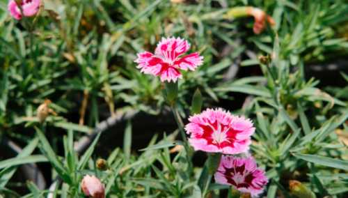 石竹花一年四季都开花吗？
