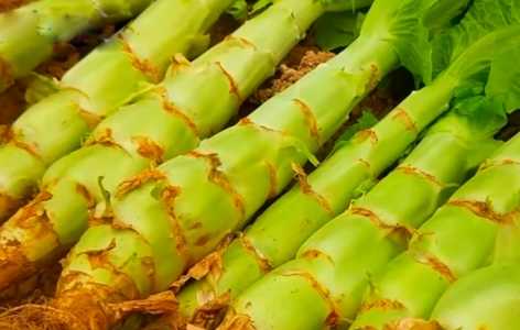 夏季种莴笋怎么能粗大？
