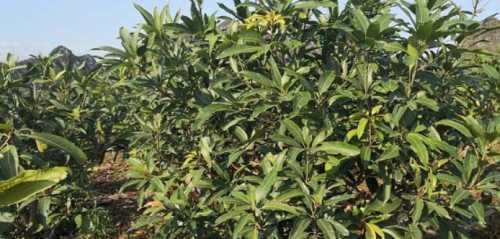 芒果树催芽可以用什么药？