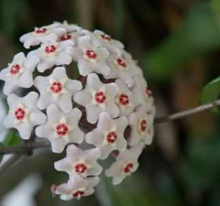 半阴爬藤花卉有哪些品种？