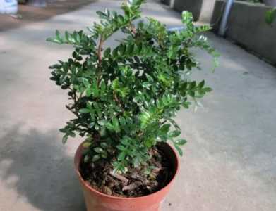 清香木和胡椒木哪个驱蚊效果好？