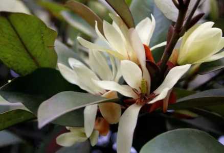 缅桂花为什么不能种在家里？