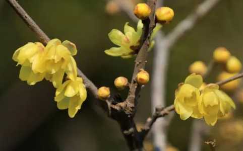 金玉梅花先长叶子还是先长花？