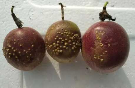百香果缺磷有什么症状？