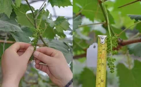 无核白鸡心葡萄花穗处理技术有什么？