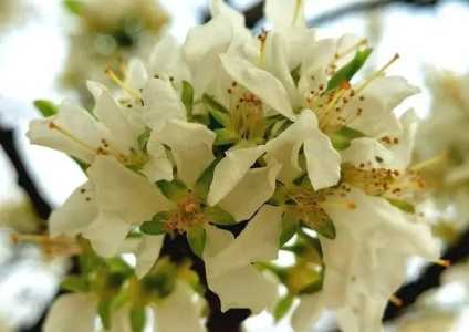 梅花与李花是同一种花吗？