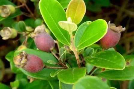稔子种植技术和管理有什么？