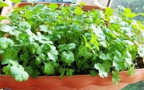 夏天香菜怎么种植容易发芽？