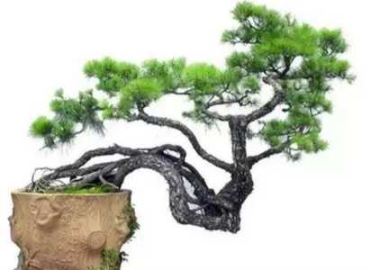 松树烂根最好的处理方法有什么？